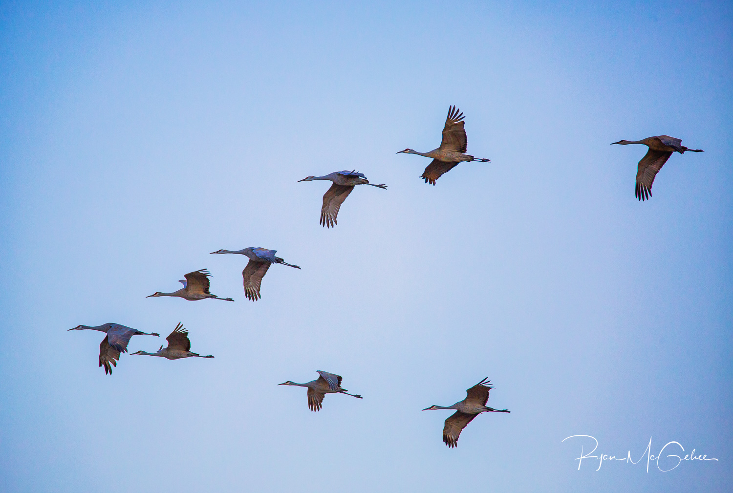 Sandhill cranes western colorado photographer ryan mcgehee