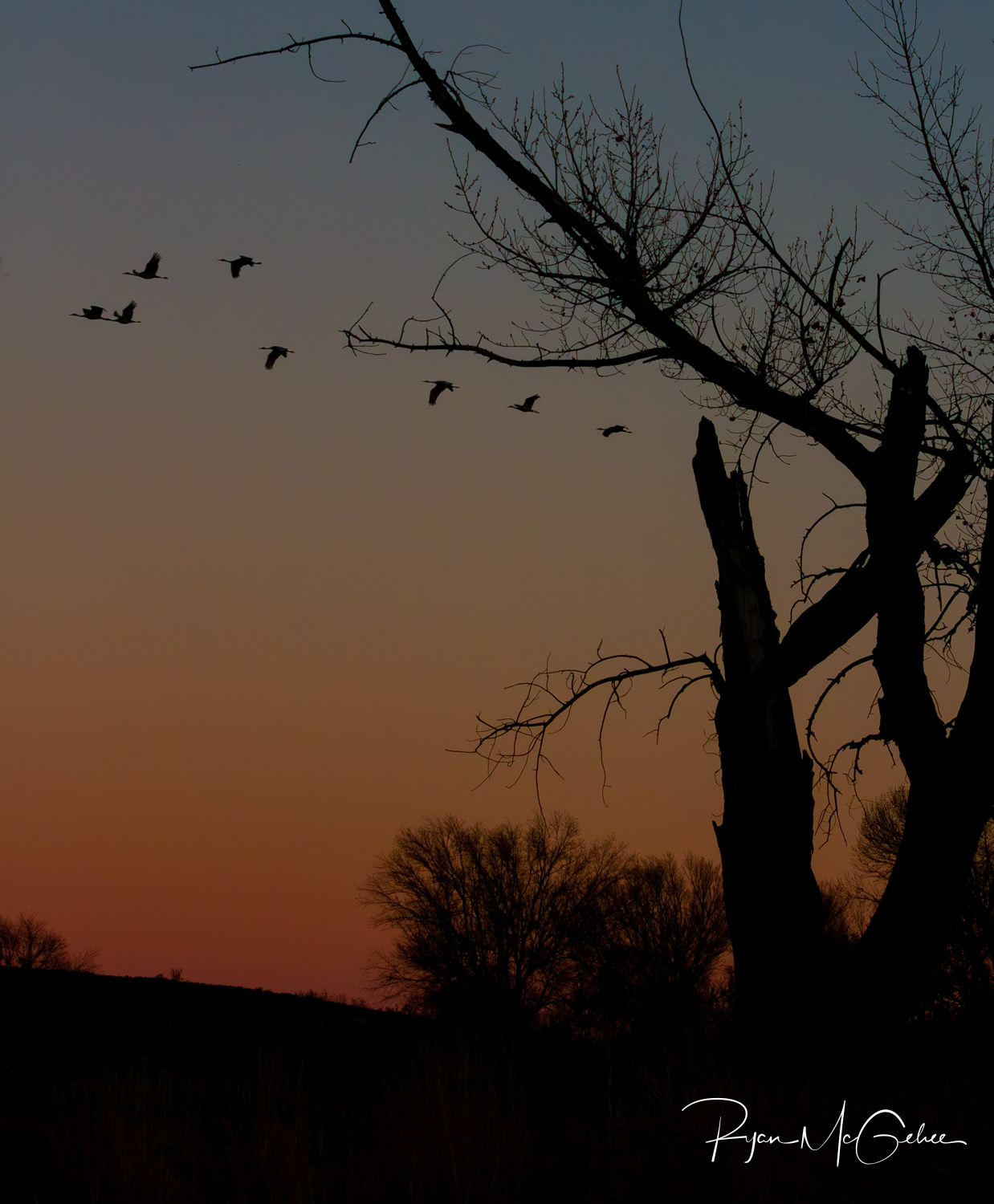 Sandhill cranes western colorado photographer ryan mcgehee