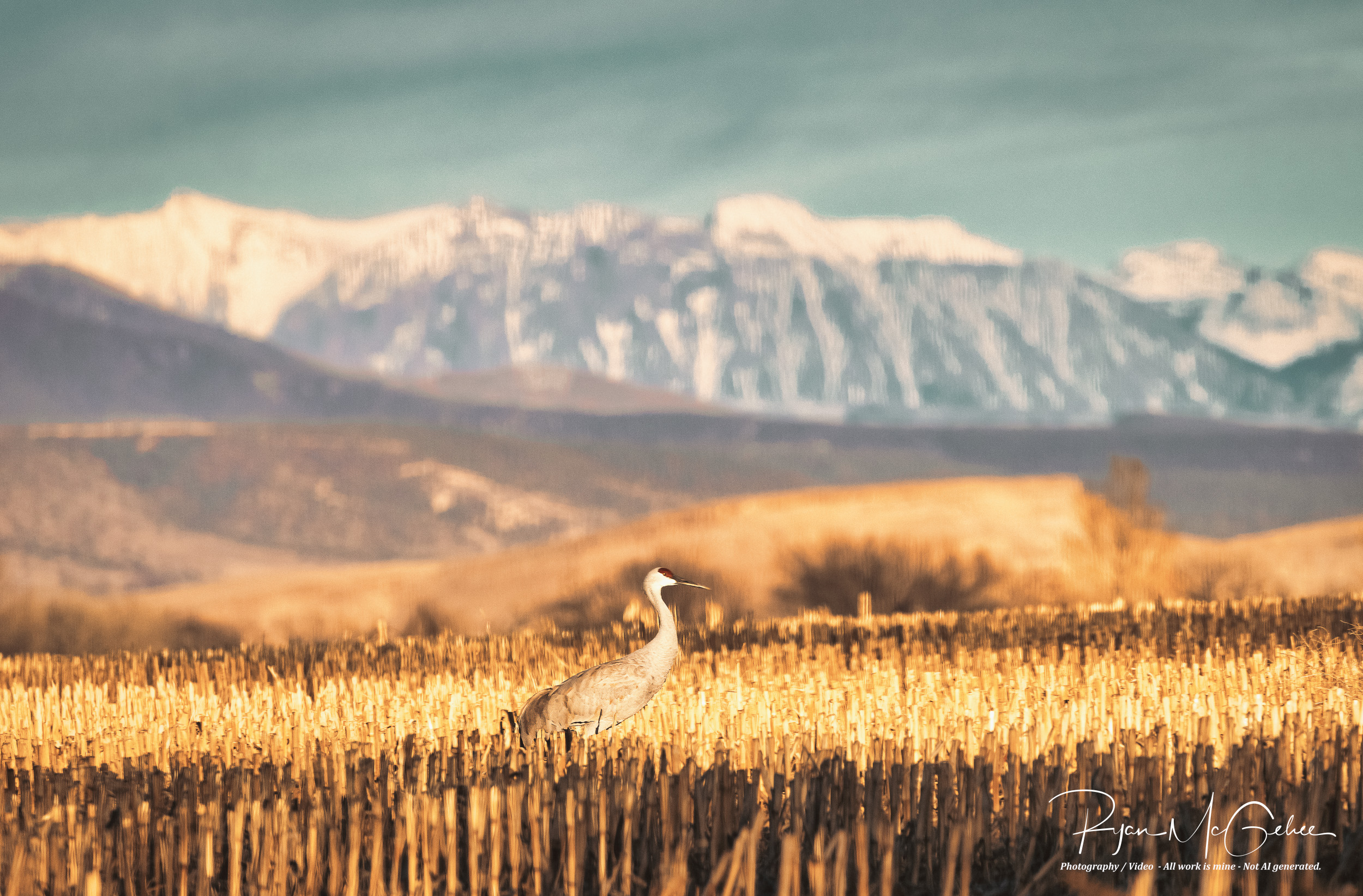 Sandhill cranes western colorado photographer ryan mcgehee