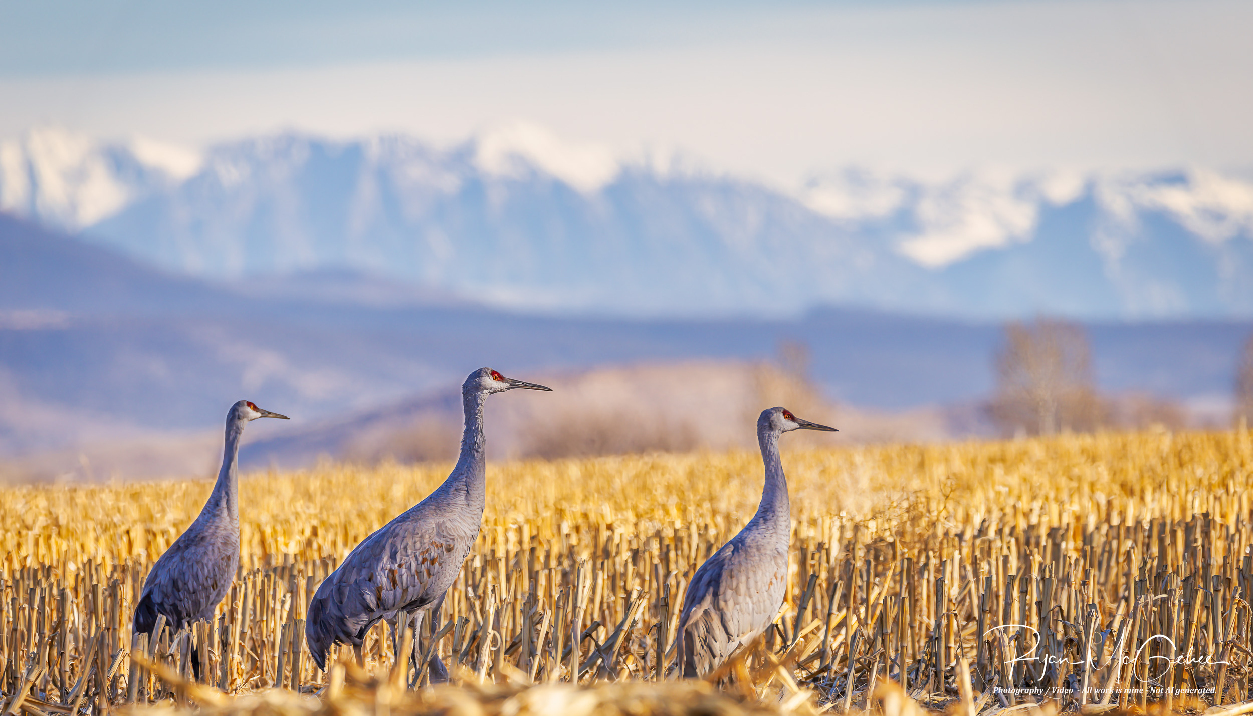 sandhill cranes in field western colorado editorial photography ryan mcgehee